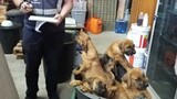 Boerboel breeder fined R20 000 for illegal tail docking