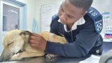 Fear of water is not an option for heroic SPCA inspector Ntungele