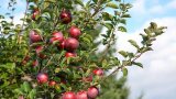 R1 billion lost: Cape Town port delays jeopardise apple and pear exports