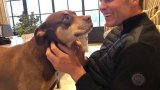 Tom Brady clones family pet who died in 2023