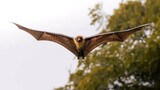 Deadly Nipah virus claims six lives, but experts say SA is safe for now