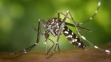 Don’t let mozzies make you miserable: Chikungunya virus explained