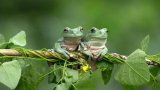 Indigenous names of frogs and reptiles reveal hidden biodiversity knowledge in South Africa