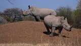 South Africa reports 16% drop in rhino poaching for 2025