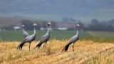 Urgent conservation efforts to save South Africa's Blue Crane in the Western Cape and Karoo