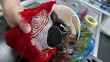 SPCA takes action against parrot neglect in Gordon's Bay