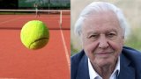 Sorry, What – David Attenborough Is The Reason Tennis Balls Are Yellow