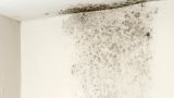 So THAT's Why Mould Always Comes Back No Matter What You Do
