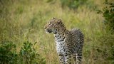 Family to pursue damages claim after toddler killed by leopard at Kruger National Park