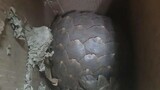 New pangolin bust in Prince Albert as Pretoria trafficking case returns to court