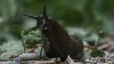 Sorry, What? Most Slugs Secretly Have 'Shells'