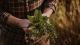 This Common Herb May Help To Fight Alzheimer's, Anxiety And Poor Sleep