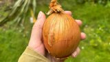 I Just Learned Why Some Onions Make Your Eyes Water More Than Others, And Wow