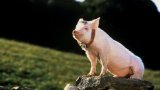 Succession Star Went Vegan On Day 2 Of Filming This '90s Classic