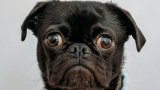 So THAT's Why Dogs Make Eye Contact With You While Pooping