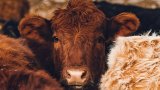 Bluetongue Is In The UK: Everything You Need To Know About The Midge-Borne Disease