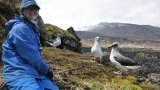New threat to Grey-headed albatross: land-based deaths from strong winds