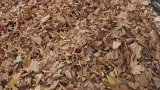 So THAT's Why Leaves Turned Brown So Early This Year