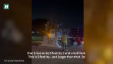 Trump & Epstein Statue Removed