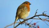 The High-Protein Food Robins Will Keep Returning To Your Garden For
