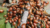 Oh Good: Swarms Of Ladybirds Are Gathering Around UK Homes At The Moment