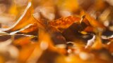 4 Reasons UK Gardeners Should Leave Autumn Leaves On The Ground