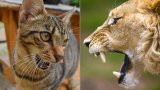 Why Do Cats Meow If Lions And Tigers Roar?