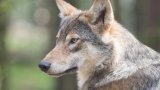 Wolf sought in northern Greece after attacking girl