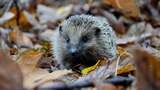 I Asked Wildlife Charities How To Be Kind To Nature This Winter