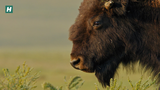 How Buffalo Inspire The Blackfeet Nation