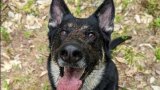 Search and rescue: how a dog named Freyja found a lost child