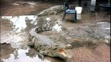 Kruger National Park Reopens to Day Visitors After Floods, Northern Areas Still Closed