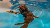 Meet Captain Hook: A Cape Fur Seal's Fight for Survival