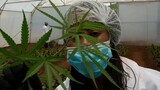 Breaking the grey zone: South Africa's cannabis reform initiative
