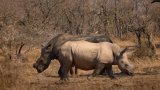 Showing the team behind rhino success story