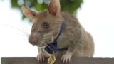 If you want the job done right, don't get any old rat, get an Africa rat