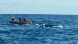 Humpback whale freed from fishing rope in dramatic rescue