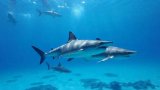 The 5 biggest sharks in Cape Town