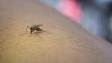 Floods in Limpopo exacerbate malaria crisis: 12 deaths and 838 infections reported
