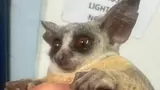 Bushbaby rescue: Stowaway Maurice returns home after 1,400km journey