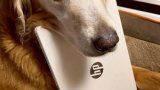 Duke's quirky collection: how an adopted senior dog found fame through his unusual habits