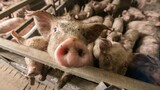 Animal factory farming shortens the human lifespan by almost two years, study finds