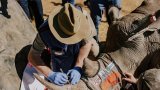 Wits University and IAEA's innovative nuclear project aims to protect rhinos from poaching
