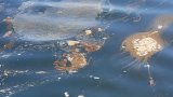 Public left in the dark over delays in coastal wastewater discharge permits