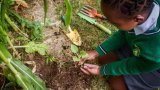 32 schools named finalists in 2025 EduPlant school gardening competition