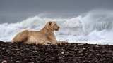Namibia’s maritime lions: The only lions in the world that hunt seals