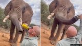 Tourist pours beer Into elephant’s trunk and others block animals on migratory routes in Kenya