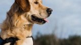 Assistance dog owners face discrimination and exclusion, urges GDA for stronger protections