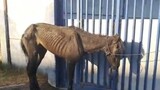 Emaciated pony dies after being abandoned at animal welfare society gate