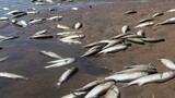 Mass Fish Kill at uMhlali River Forces KwaDukuza Beach Closures as Pollution Investigation Underway
